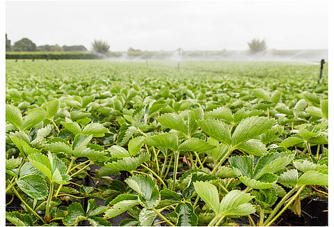 IPM in aardbei: van losse bouwstenen naar een robuust systeem