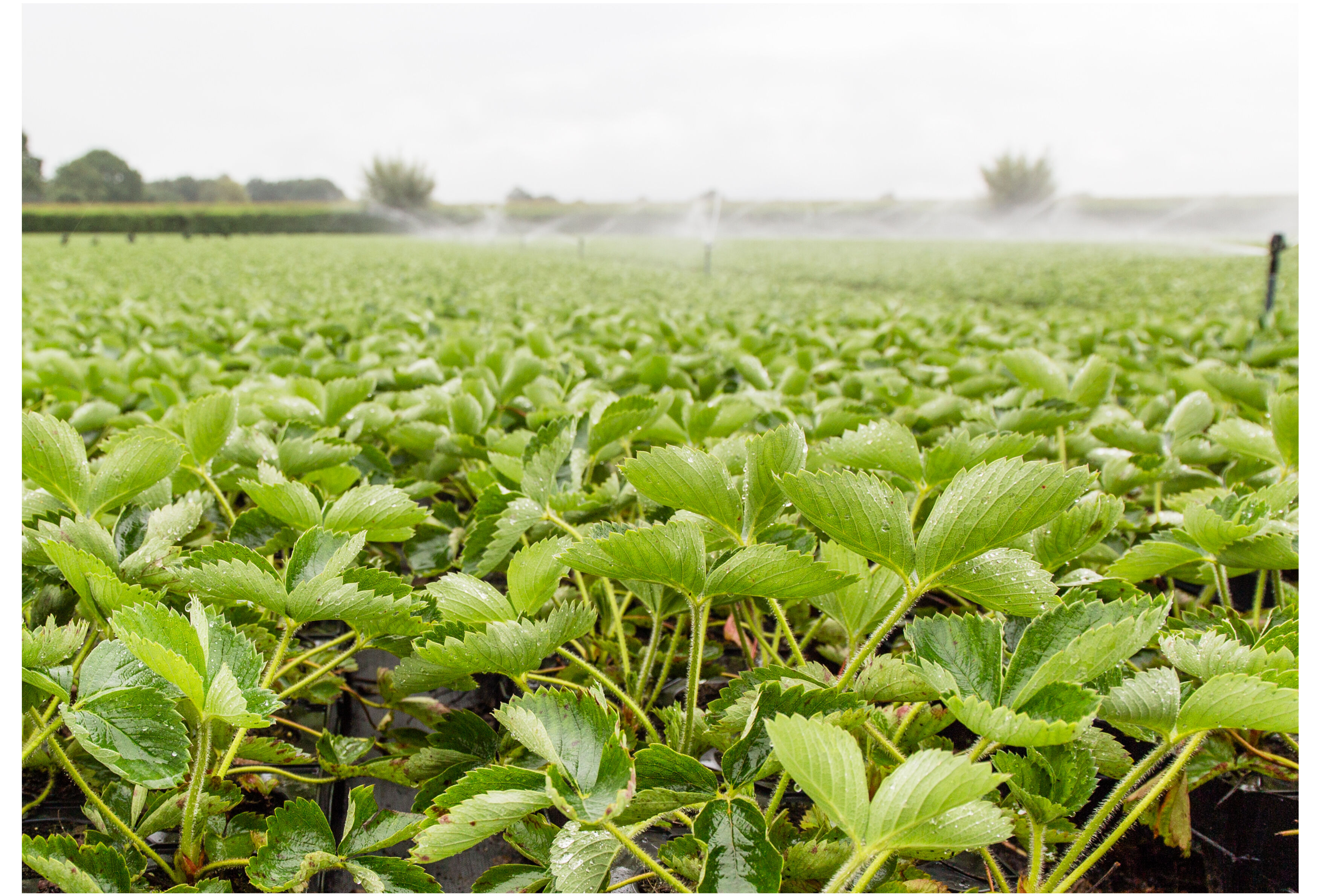 IPM in aardbei: van losse bouwstenen naar een robuust systeem