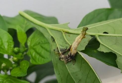 Met Entonem plagen de baas worden bij lagere teelttemperaturen