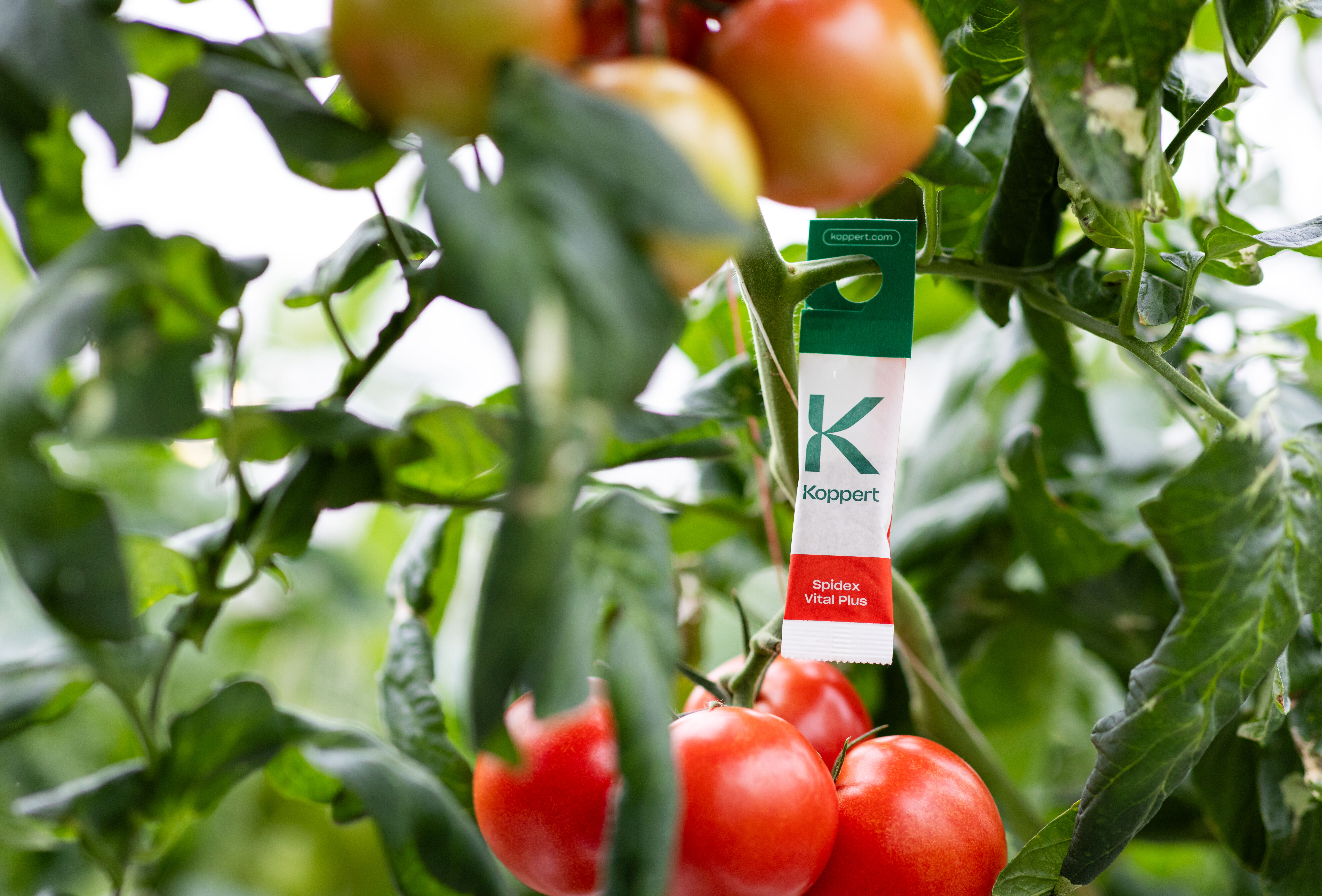 Spidex Vital Plus verkrijgbaar in doos van 100 zakjes