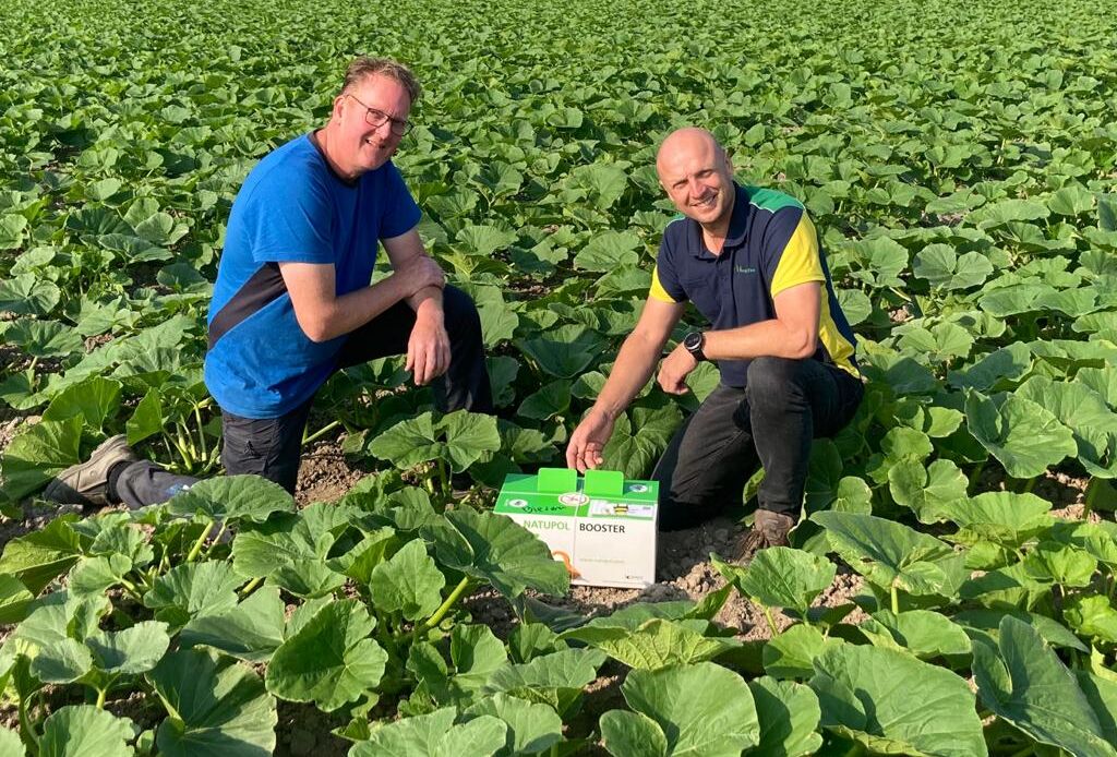 Bestuiving van pompoenen door hommels