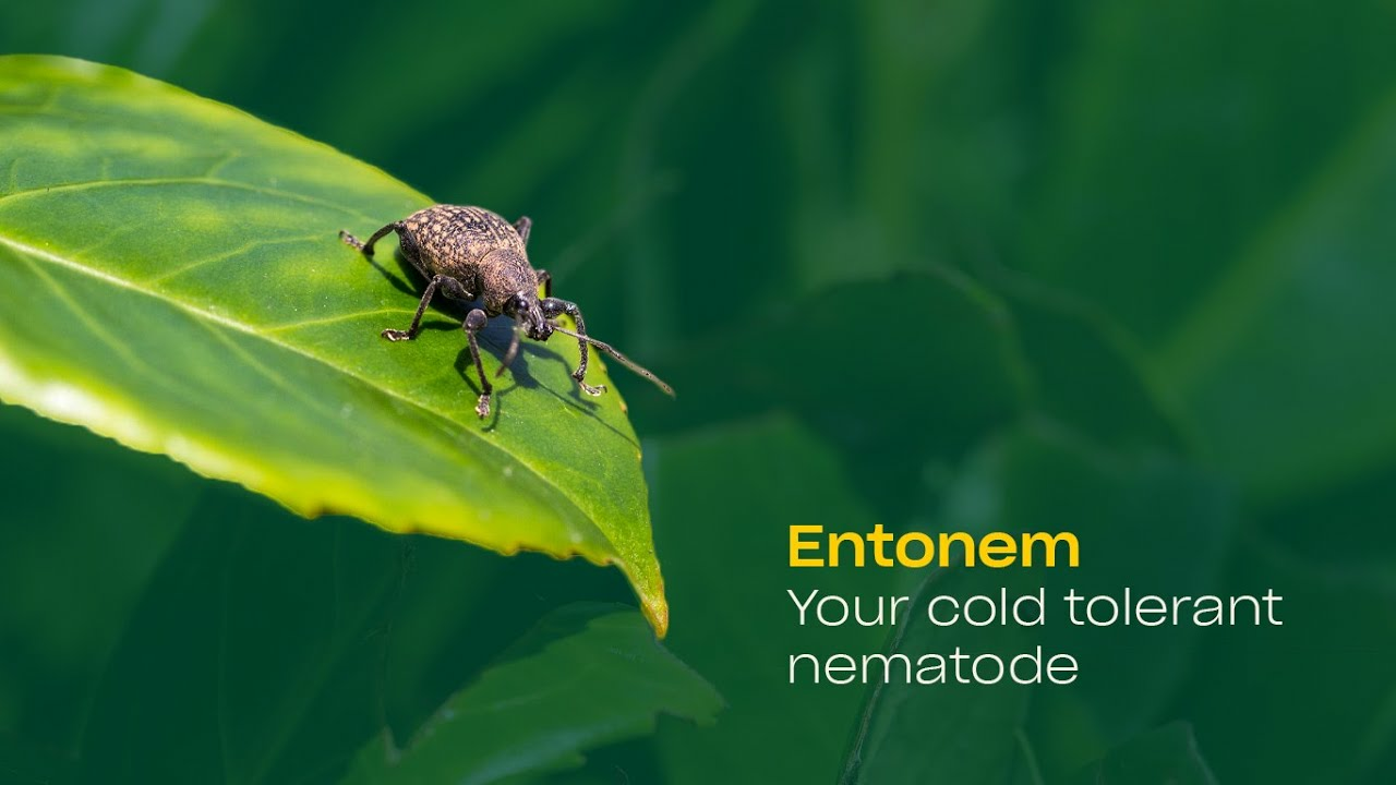 Entonem: your cold tolerant nematode Entonem: your cold tolerant nematode
