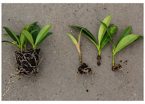 Jonge boomkwekerijgewassen: varenrouwmug bestrijden