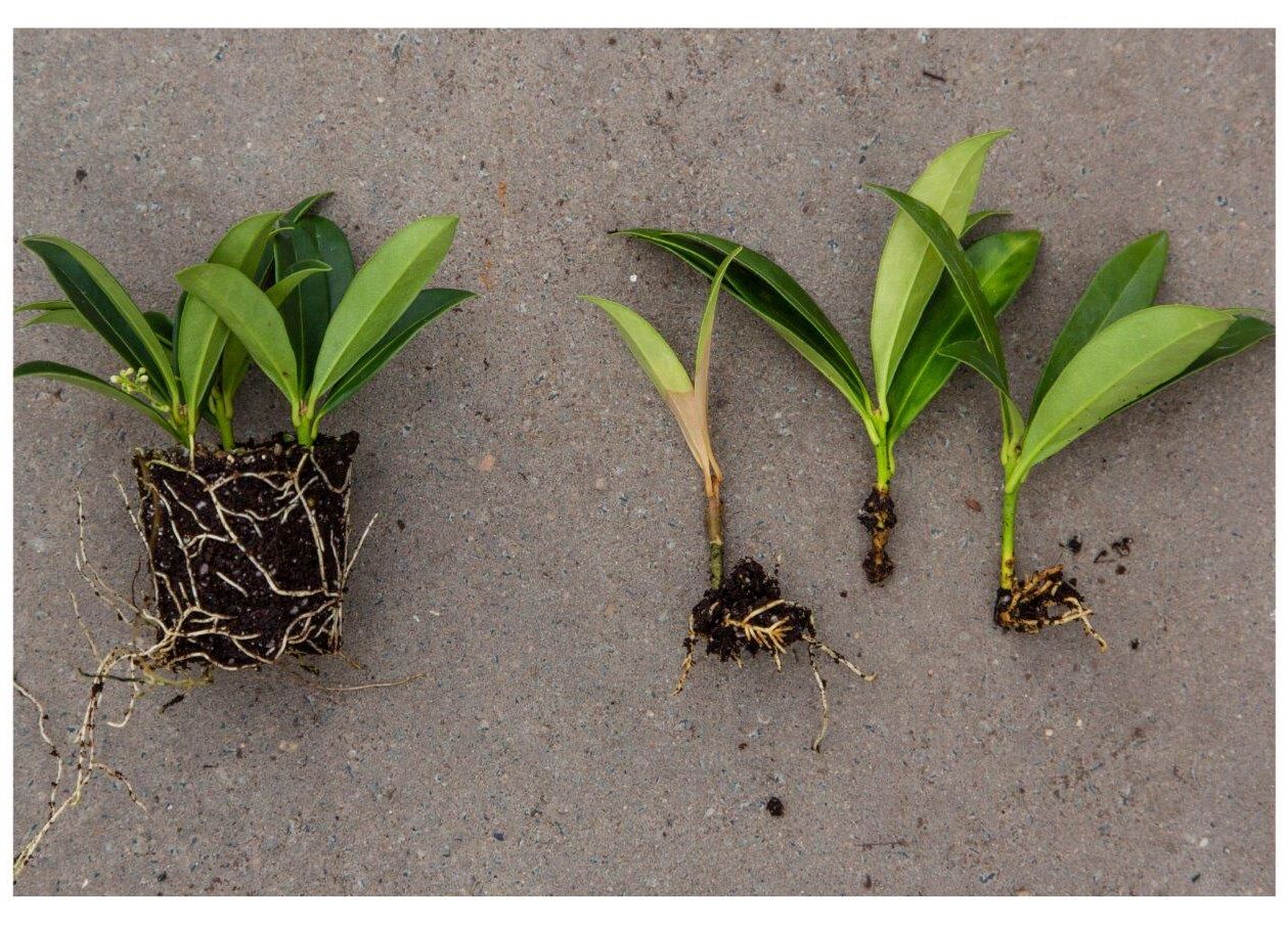 Jonge boomkwekerijgewassen: varenrouwmug bestrijden