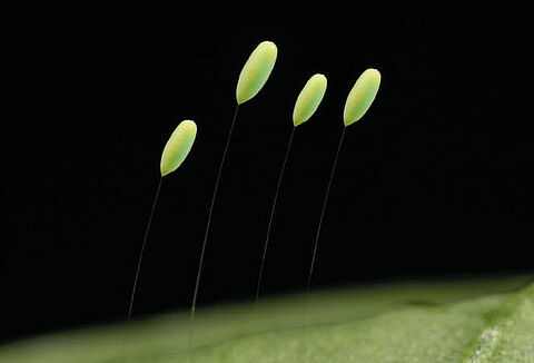 Effectieve bestrijding met Chrysopa-E!