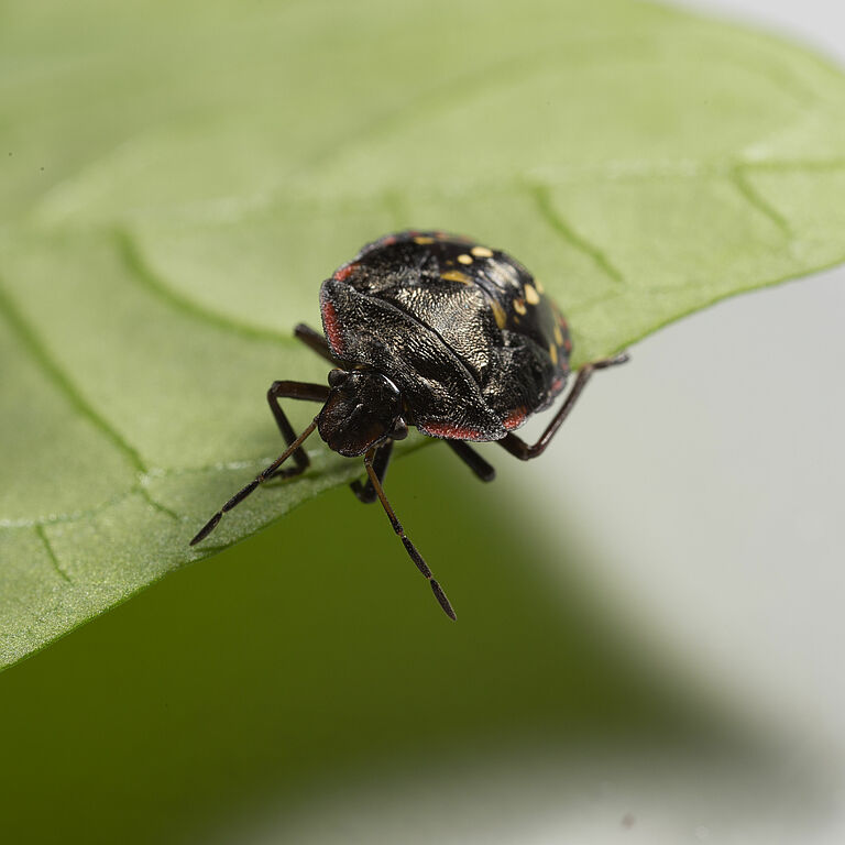 Nymph of the Southern Green Stink bug Nezara viridula