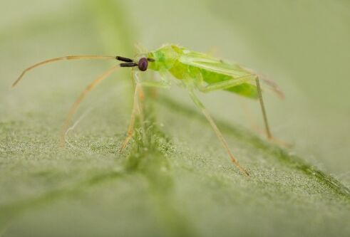 Dit jaar meer Macrolophus tegen Tuta absoluta in tomaat