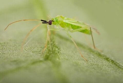 Dit jaar meer Macrolophus tegen Tuta absoluta in tomaat
