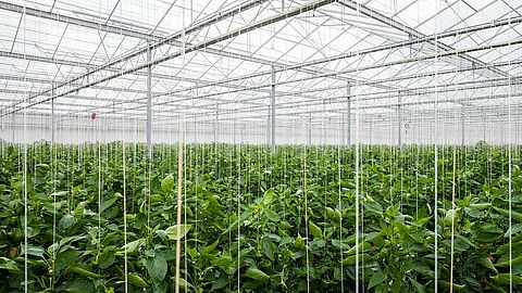 Sweet_pepper_-_Koppert-5.jpg