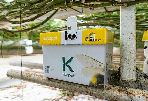 Hoe bescherm je hommels in de kou?