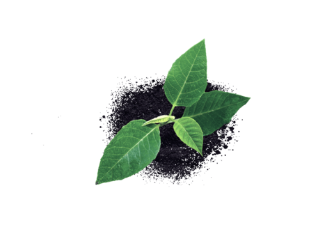 Gezondheid van planten