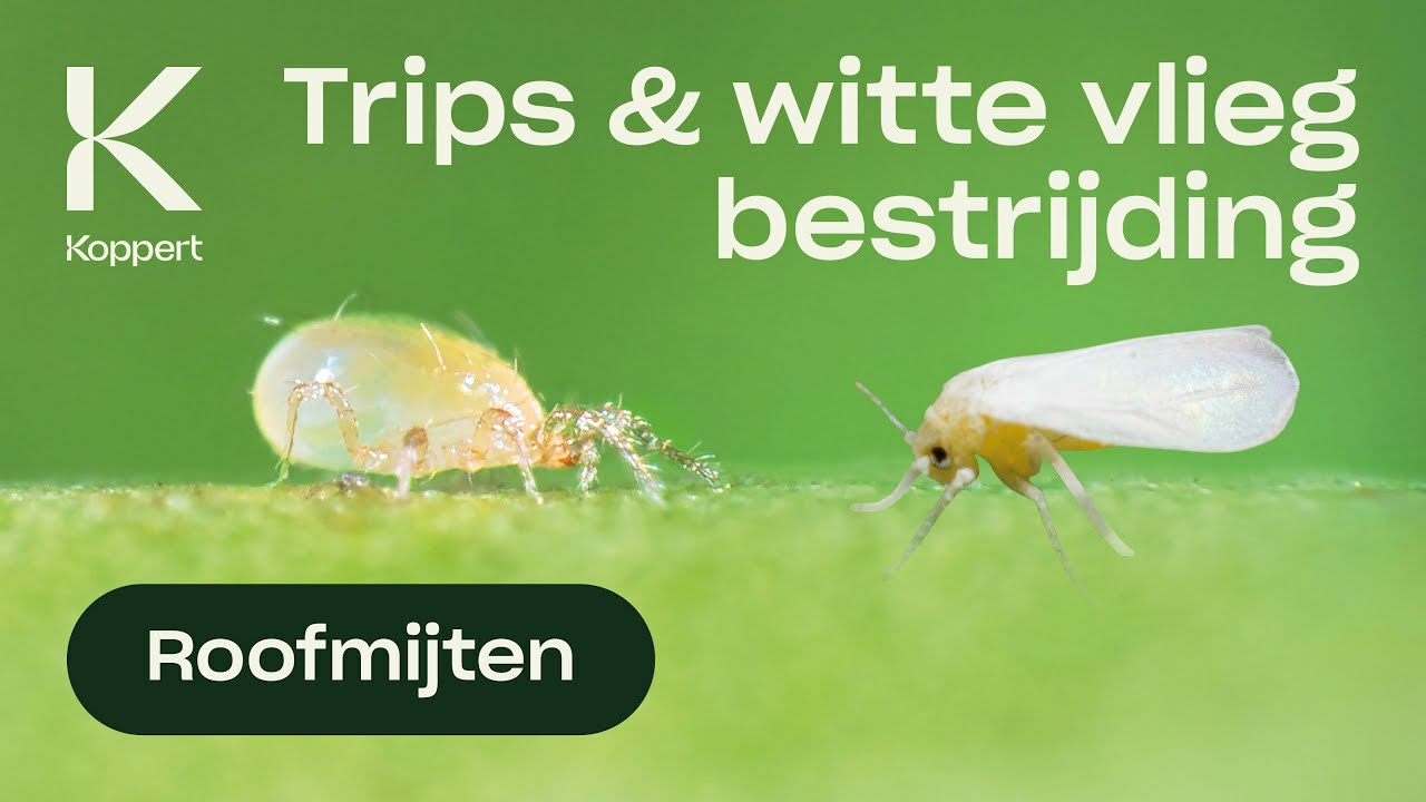 Trips bestrijding - Amblydromalus limonicus