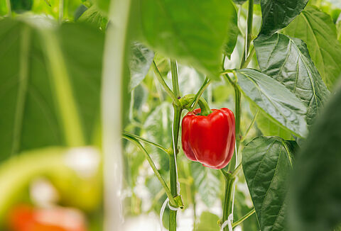 Trianum toepassen in de paprikateelt