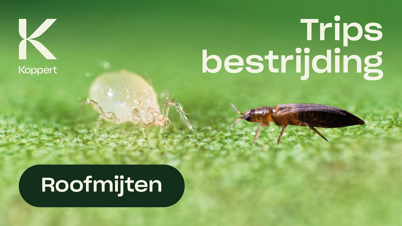 Amblyseius andersoni (roofmijt) bestrijdt trips