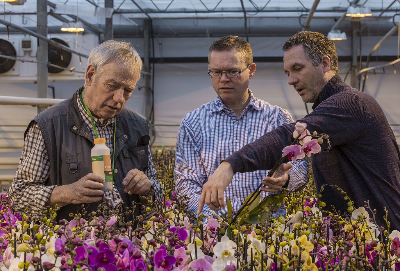 BS Plants: sterke resultaten met biologie in Phalaenopsis