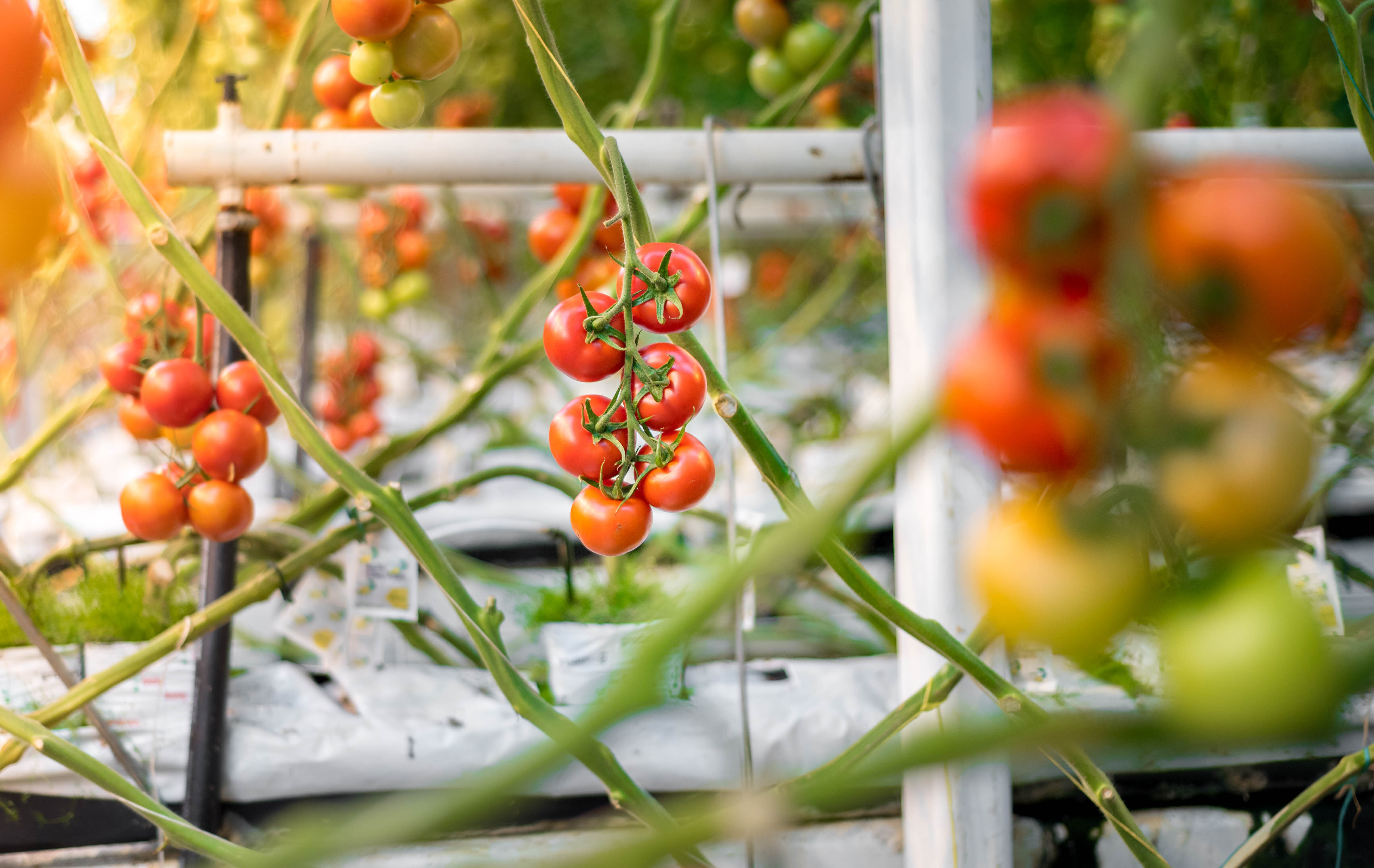 Witte vlieg in tomaat: alle kaarten op de biologische bestrijding