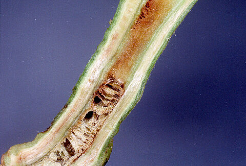 Bacterieverwelking, bruinrot