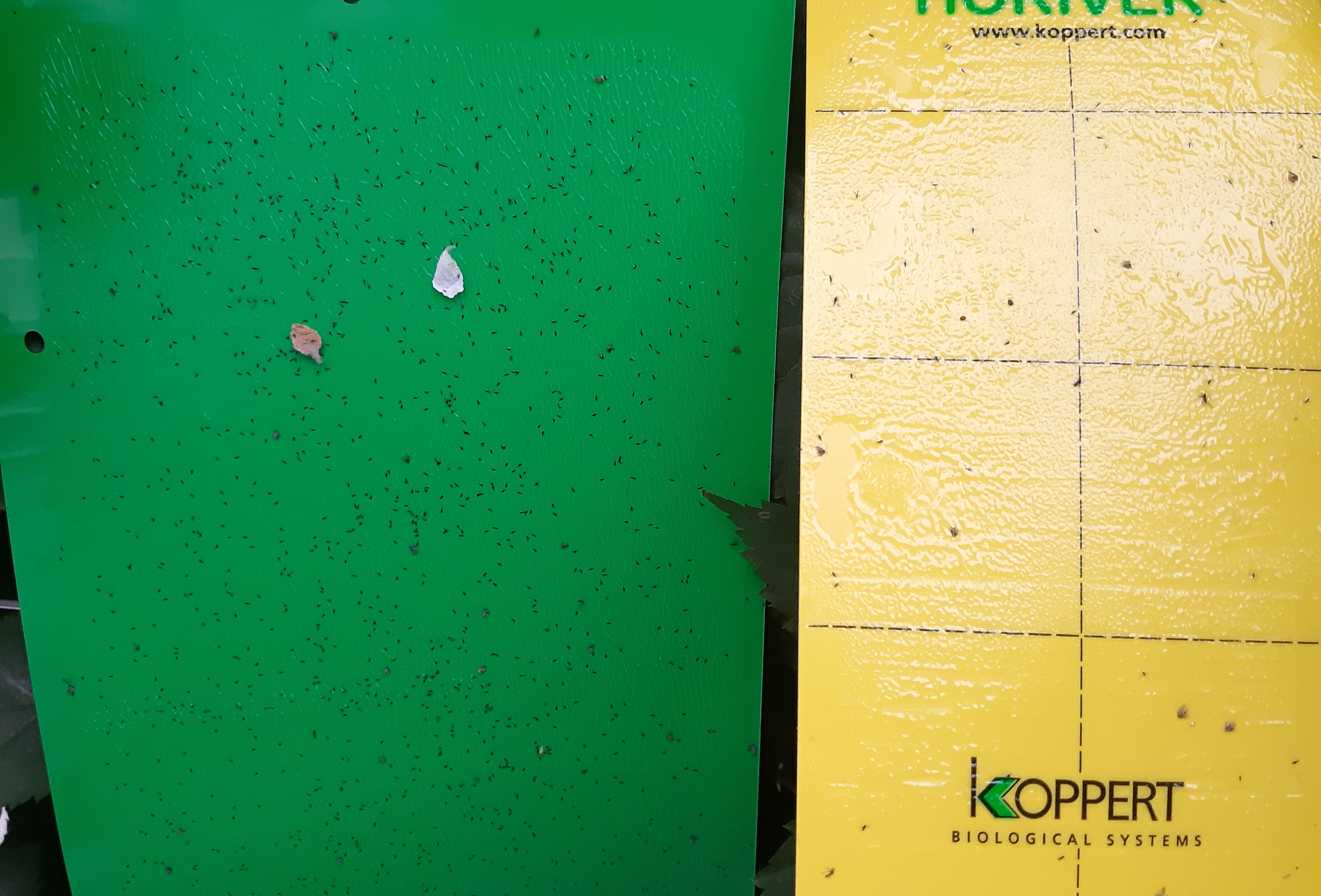 Horiver groen: nieuwe effectieve tool in strijd tegen Echinotrips