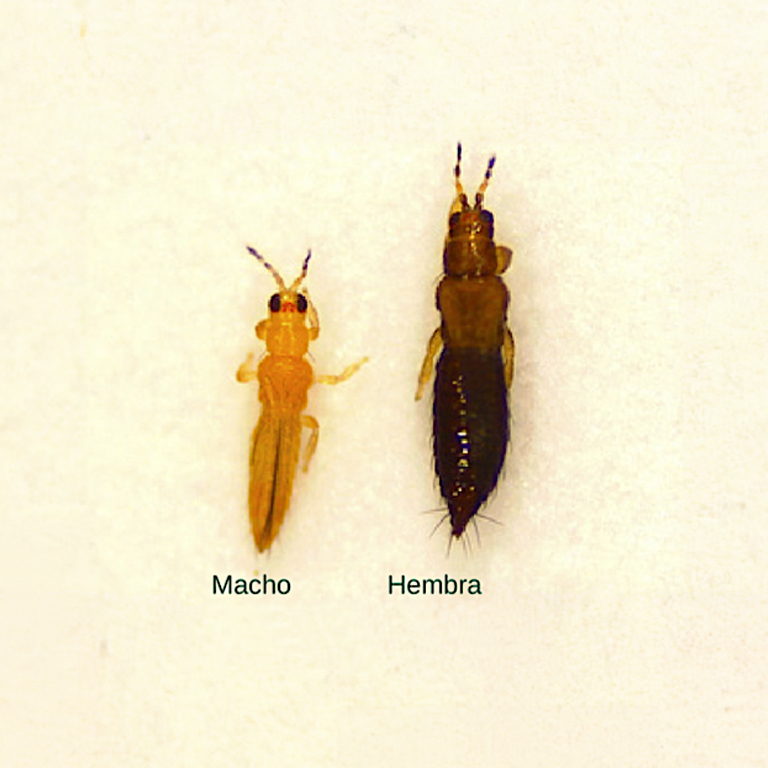 Thrips parvispinus Volwassenen