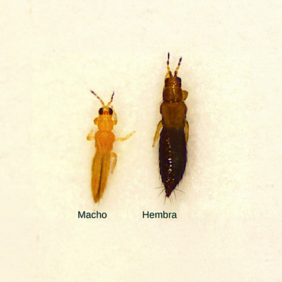 Thrips parvispinus Volwassenen