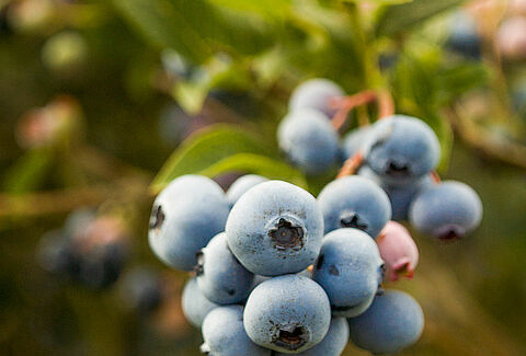 Blauwe bes