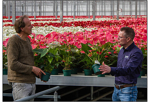 Biologisch telen was, is en blijft de koers van Amazone Plants
