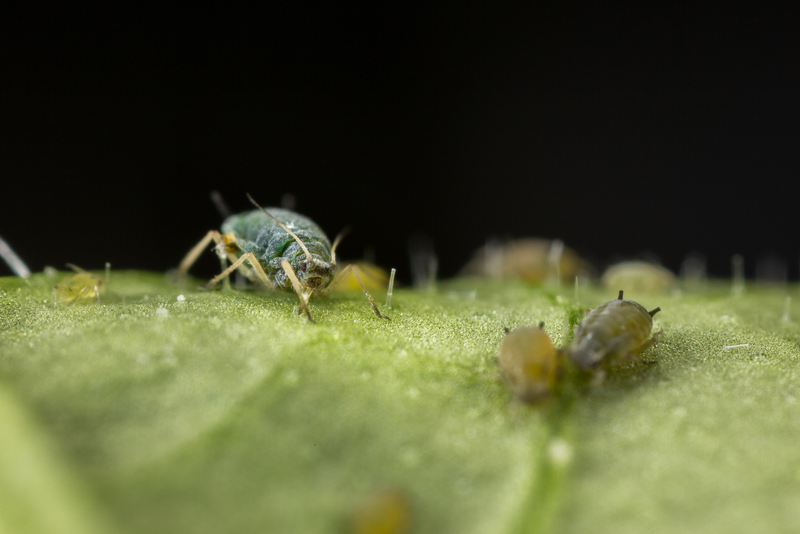 Cotton aphid Aphis gossypii on leaf