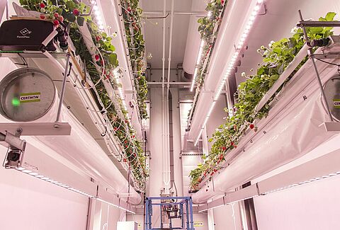 Onderzoek naar hommels in indoorproductie