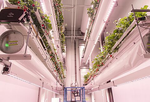 Onderzoek naar hommels in indoorproductie