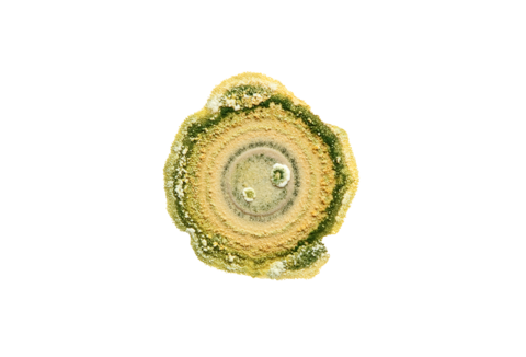 Beheer van plantenziekten