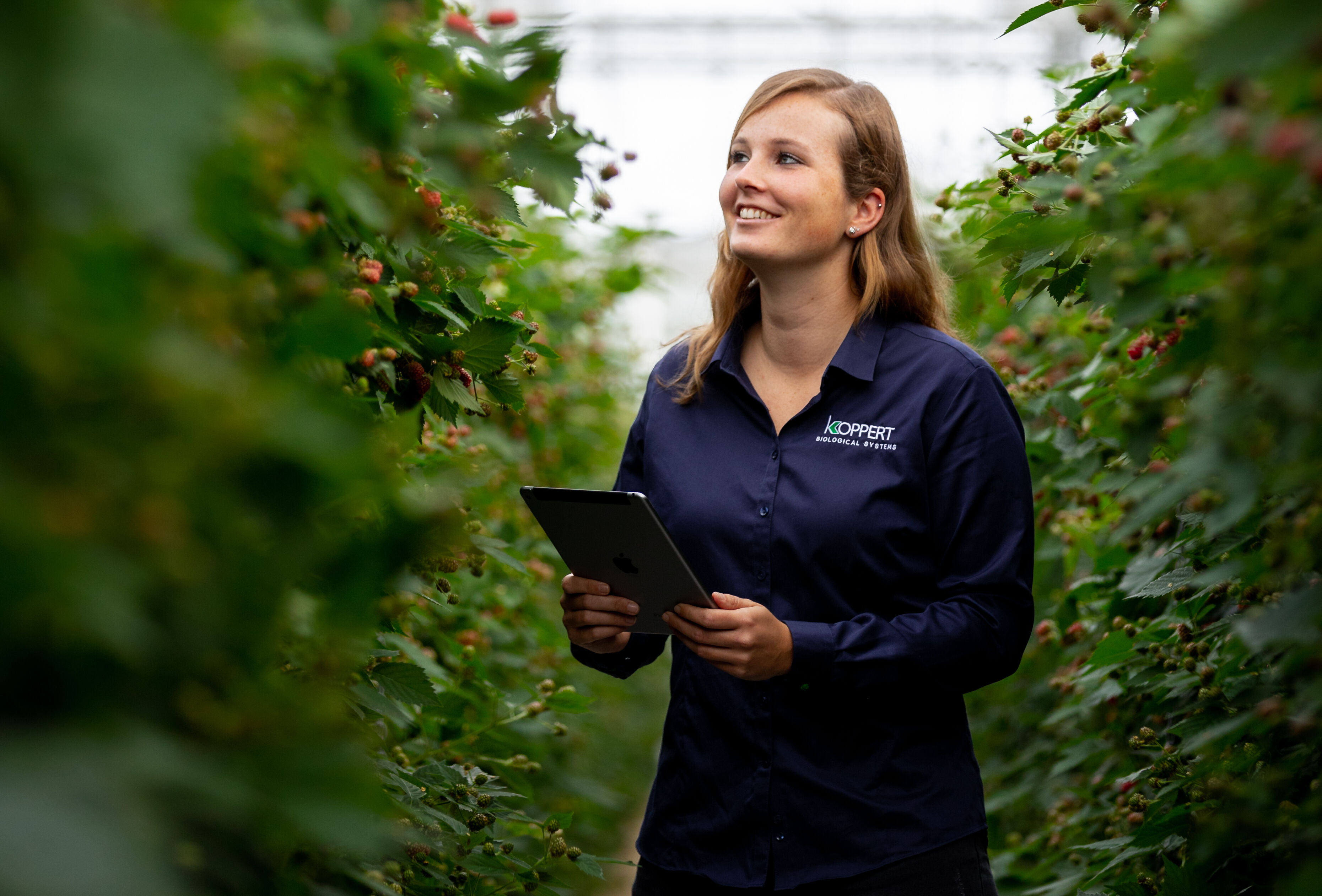 Nieuw optimisme in het Nederlandse zachtfruit