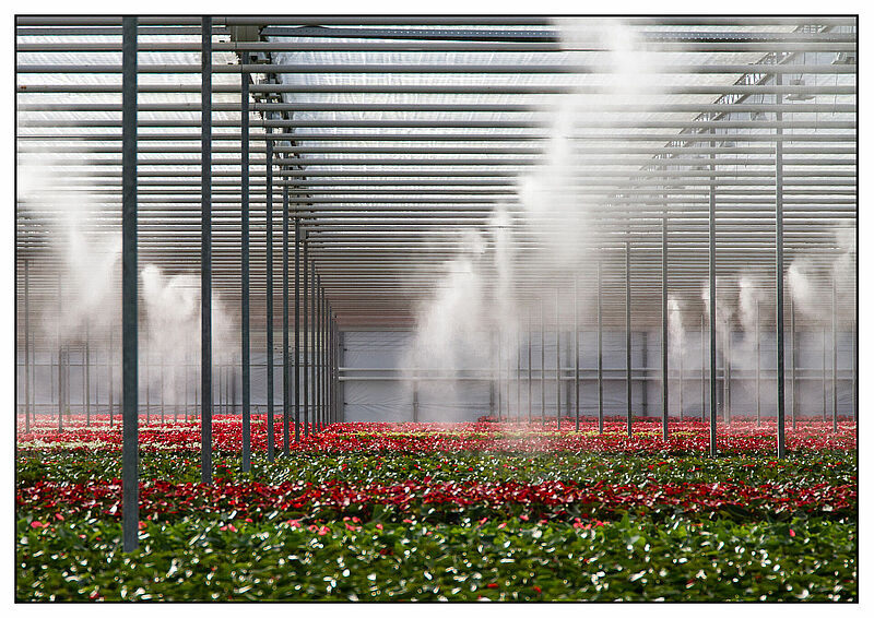 Amazone_Plants-03.jpg
