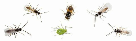 Bladluizen bestrijden met Aphiscout