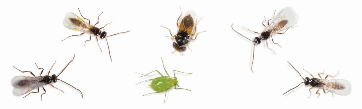 Bladluizen bestrijden met Aphiscout