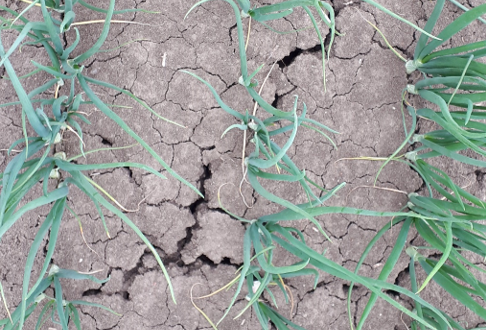 Vidi Fortum helpt uw plant de droogte door