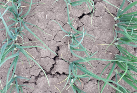 Vidi Fortum helpt uw plant de droogte door