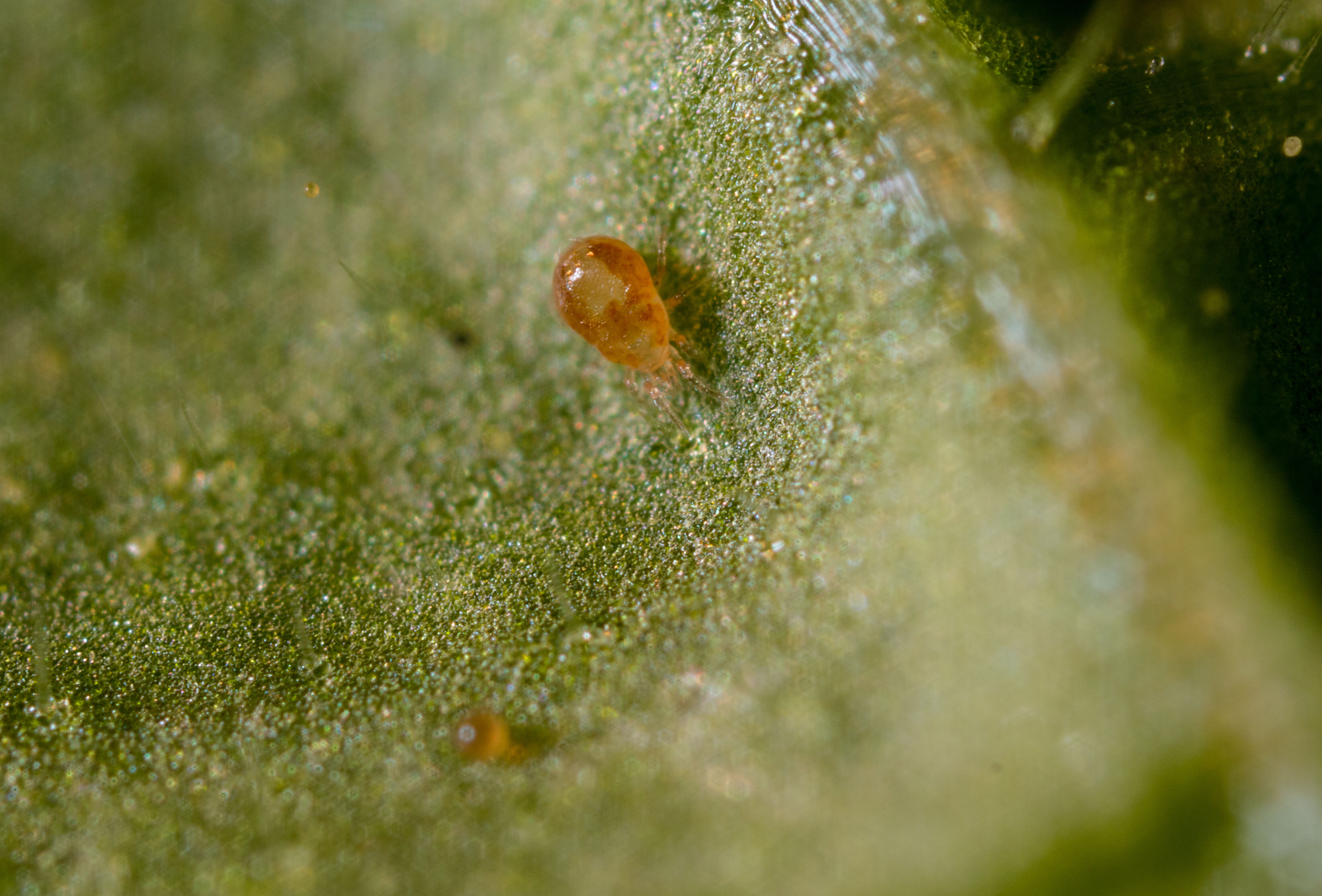 Spical in aardappelen: eerste ervaringen positief