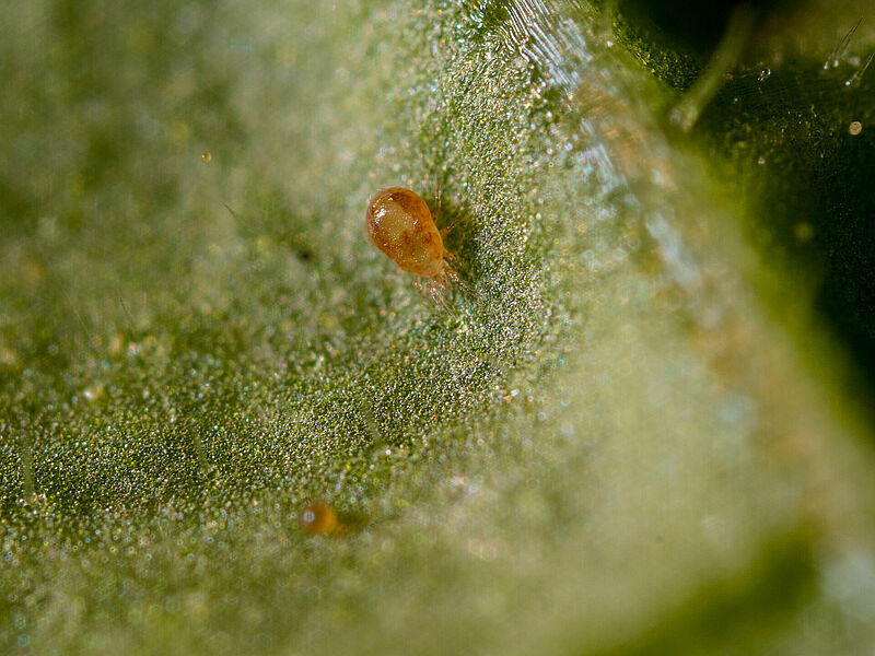 Neoseiulus_californicus_Koppert_BIological_Systems-2__3_.jpg