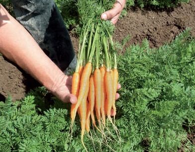 Betere gewasgroei met toepassing van Trianum in wortelen