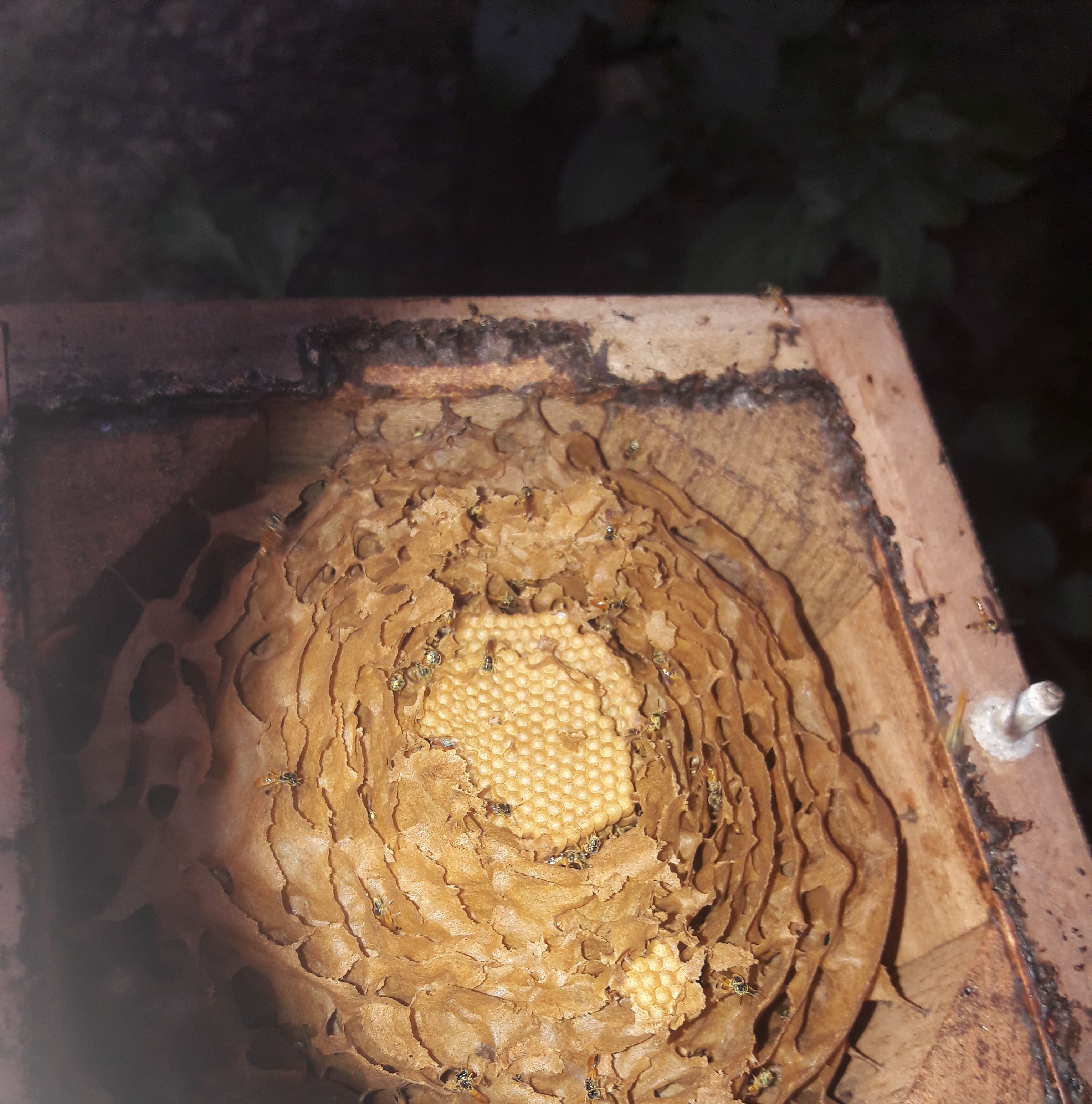 Koppert doneert stuifmeel voor tropische bijen