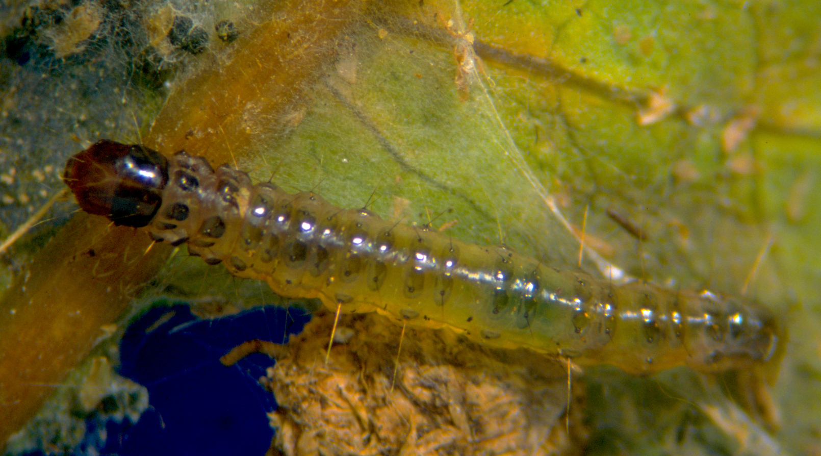 Larva of the Southern European Marshland Pyralid Duponchelia fovealis