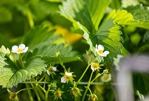 Strategisch partnerschap Koppert Biological Systems en Fragaria Innova