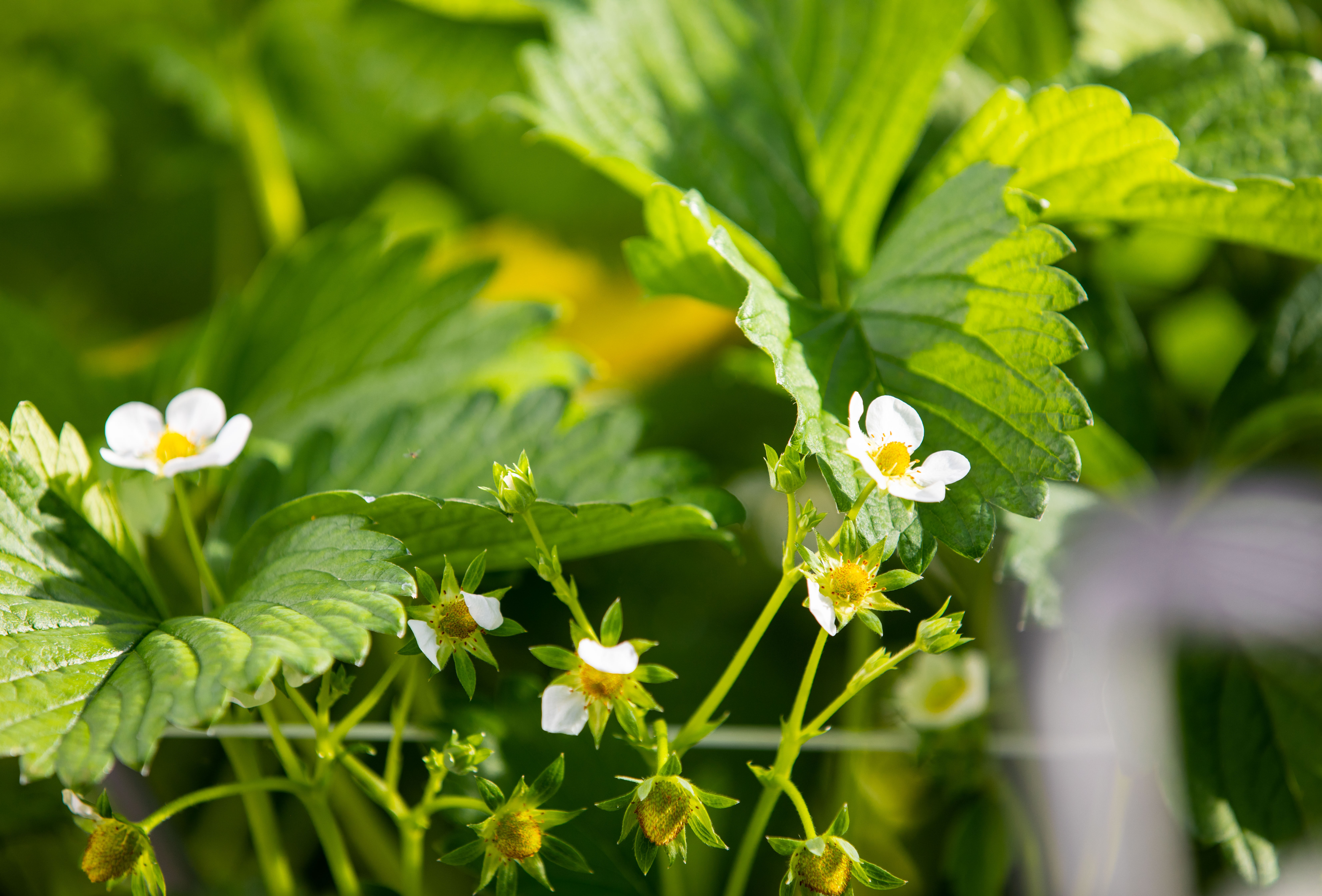 Strategisch partnerschap Koppert Biological Systems en Fragaria Innova