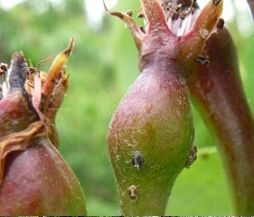 Let op de perenbladvlo