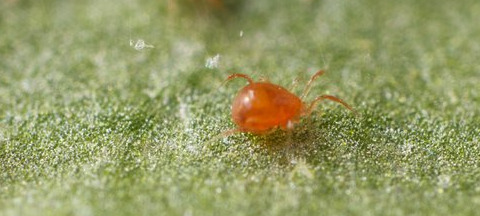 Samen sterk tegen spint: Spidex en Spidend