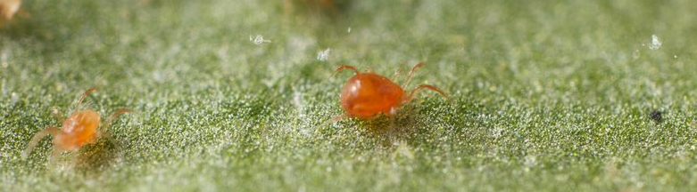 Samen sterk tegen spint: Spidex en Spidend