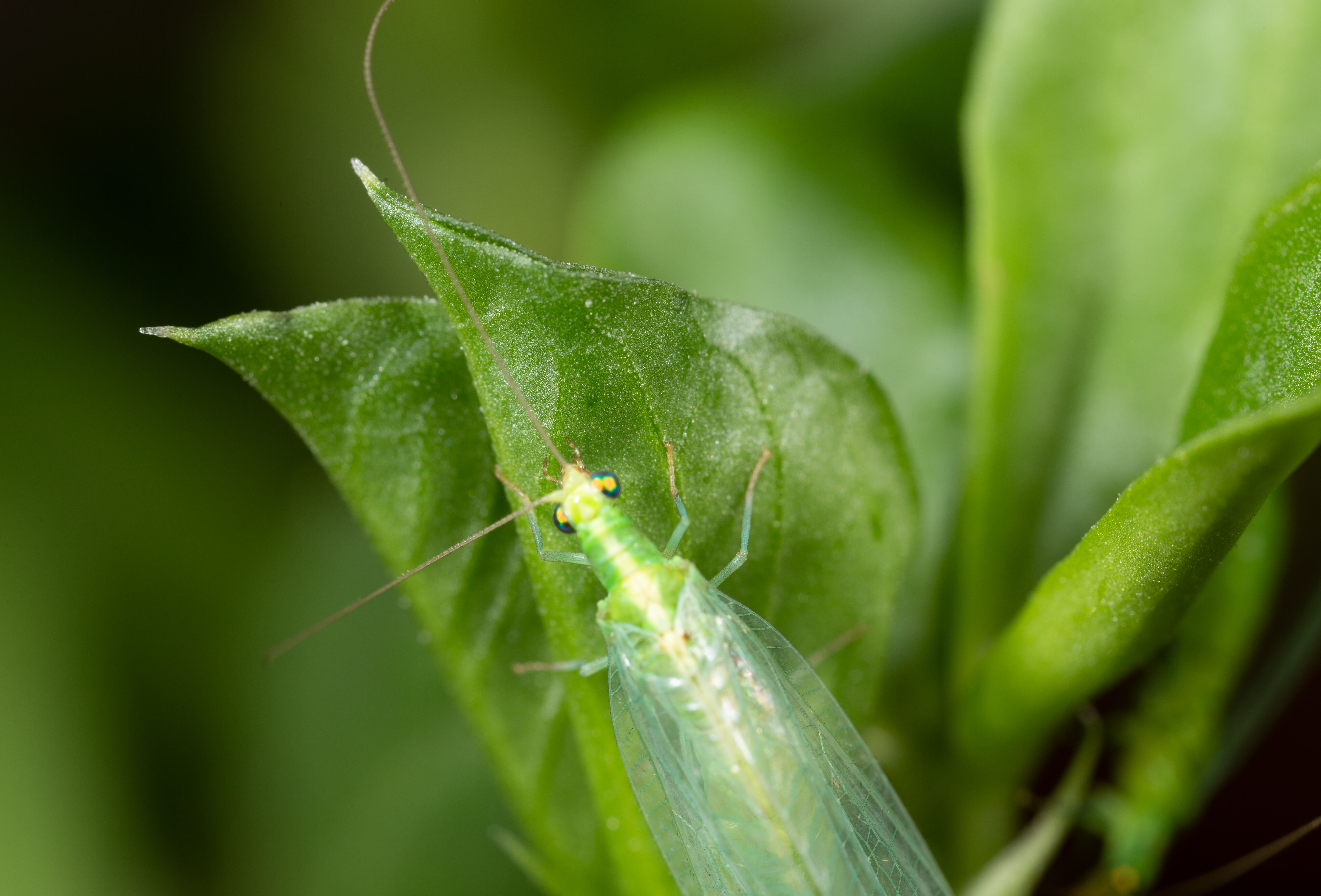 Rabobank en Koppert Biological Systems voor de tweede keer partner met duurzame financiering