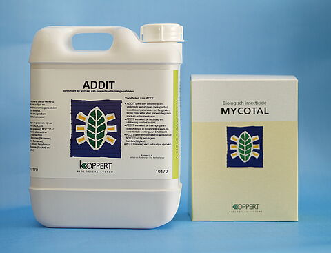 Corrigeer tijdig tegen witte vlieg