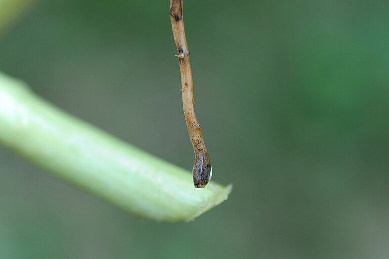 Damage caused by Black root rot of cucumber Phomopsis sclerotioides