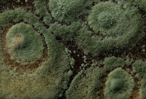 Bacteriën, schimmels en virussen essentieel bij verduurzaming gewasbescherming